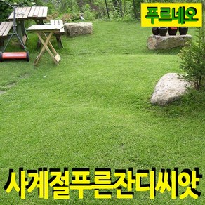 푸르네오 [오후5시 이전 주문 발송] 사계절푸른잔디씨앗 잔디씨 잔디씨앗 잔디씨 잔디씨앗 정원용 (밭흙), 1개