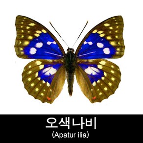 오색나비표본/Apatu ilia