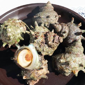 성현물산 통영 한려수도수산 뿔소라 1kg, 1개