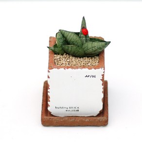 아침향기 공기정화식물 빈티지 시멘트화분 스투키, [빈티지시멘트(미니)] 스투키 부채형미니, 1개
