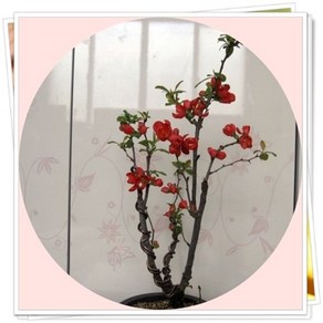 명자나무 산광화 흑광 화분용, 1개