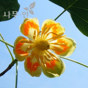 [나무인] 목백합(튤립나무) 묘목 5그루