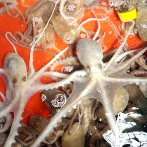 보성농수산 벌교 갯뻘 산낙지 대 중 소 싱싱한 더 맛있는 낙지 살아서 도착, 산낙지 대 5마리, 1개