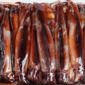 중대사이즈 태안 신진도 생물 활오징어 초코오징어 1kg 3-5미, 1박스, 오징어 8-10미(2kg)