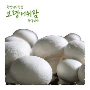 [보령머쉬팜]양송이버섯 특품 500g 직접재배, 1팩, 양송이1000g