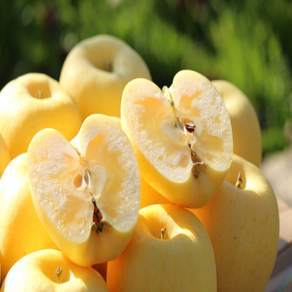 [재구매1위] 시나노 골드 사과 고당도 가정용, 1개, 3kg / 소과 / 18-21과