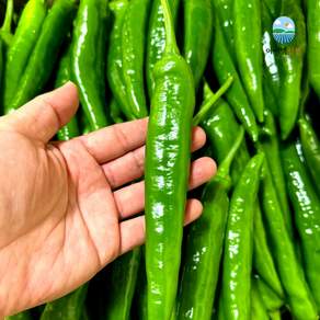 아이엠신선 아삭이 고추, 1개, 500g 중사이즈