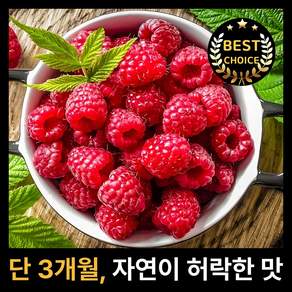 단 3개월 산지 직송 산딸기, 1개, 250g