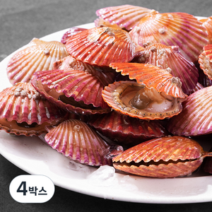 다복 바다를 담은 홍가리비, 1.5kg, 4박스