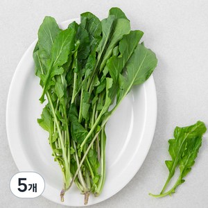 국내산 루꼴라, 30g, 5개