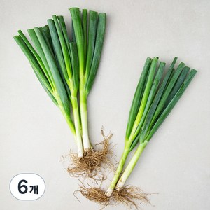 흙대파, 750g, 6개