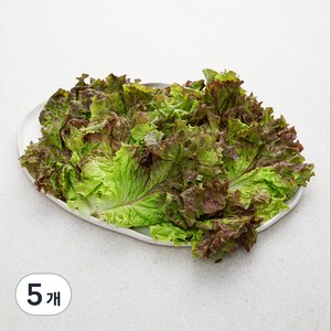 국내산 친환경 적상추, 150g, 5개