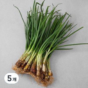 국내산 흙쪽파, 500g, 5개