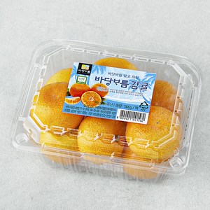 바당바름 GAP 인증 10brix 감귤, 500g(로열과), 1개