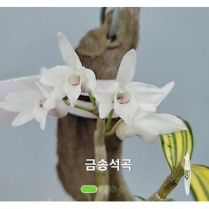 석곡 금송 무늬가 화려해요 2개묶음 140, 2개