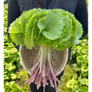 [농가직송] 국내산 머위 머위나물 머위잎, 1박스, 2kg