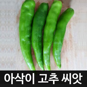 아삭이 고추씨앗 채소씨앗 오이고추 씨앗 고추 50알, 1개