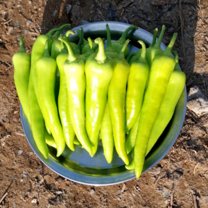 농사부 당조고추 농가직송 당일수확, 1개, 1kg