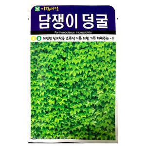 담쟁이나무씨앗 500립 담쟁이덩굴 덩쿨 나무씨앗, 1개