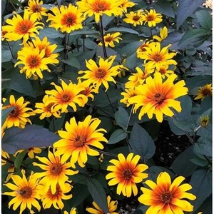 [파종 첫해부터 개화] 하늘바라기 4종 선택구매, 브리딩하트 10립, 1개