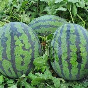 갑봉이네 새벽수확 고당도 하우스 수박 3kg 4kg 5kg 6kg, 1개