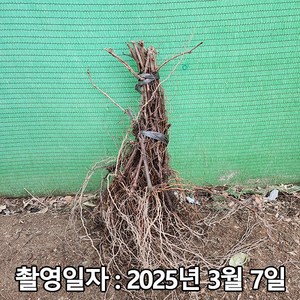 착한가격 나무생각 / 포도나무 / 켐벨 / 삽목1년(특묘) / 1등묘, 1개, 삽목1년