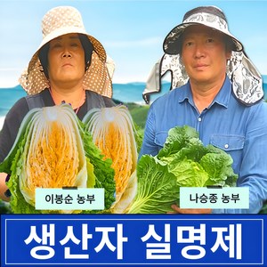 [최고급 강원도 고랭지 절임배추 산지직송] 국내산 소금 100% 프리미엄 황금 김장 절인배추 예약, 필수기재사항에 희망도착일을 적어주세요, 20kg, 1개