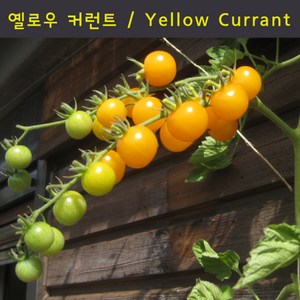 옐로우 체리 커런트 Yellow Cuant Chey 달콤한 희귀토마토 교육체험용 세트, 1개