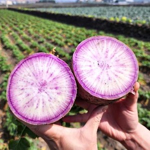 제주 자색무 보르도무 보라무우 3kg 5kg, 1개