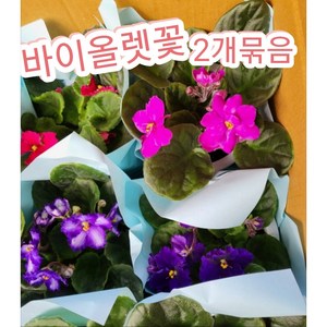 바이올렛꽃 2개묶음/계절을 가리지 않고 꽃을 피우는 바이올렛, 2개