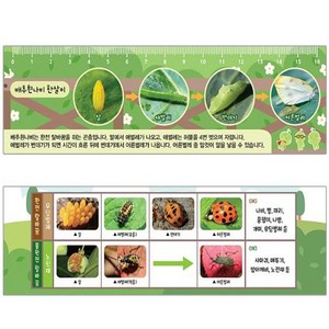 과학열차 배추흰나비 한살이 플라스틱 자 (10개)