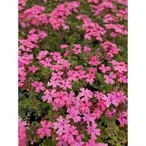 파라솔 핑크 숙근버베나 3개셋트 [시즌야생화], 1개