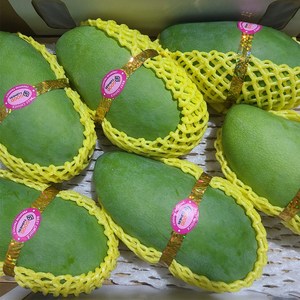 미스터과일왕 베트남 그린 코끼리 망고 (Vietnam Geen Elephant Mango), 그린망고 5kg (5-8과), 1박스