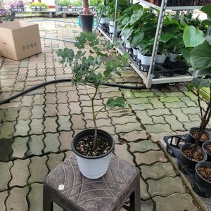 비염에좋은 블랙잭유칼립투스 중품 305099, 1개