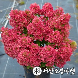 목수국나무 쁘띠스타 5치포트 개화주 묘목 서산조경마켓, 3개