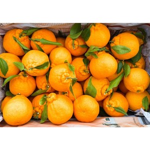 *특가* 새콤~달콤 당도가 높은 [당도선별] 제주한라봉 [가정용/선물용] 당도보장, 1개, 소과 1.5kg내외 (가정용)