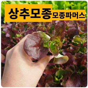 (모종뜰) 꽃상추모종20(개) 나만의 유기농 베란다 봄텃밭 키우기 쌈채소 (구 모종파머스)