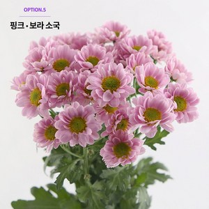 소국 랜덤꽃 [양재꽃시장] 생화배송 국화 생화택배 농장직송 꽃배달 꽃다발, 핑크 o 보라 소국, 1개