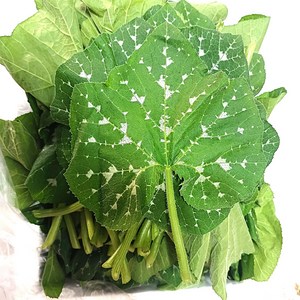 호박잎 신선해요 ] GAP인증 국산 호박잎 국내산 생호박잎, 1박스, 400g