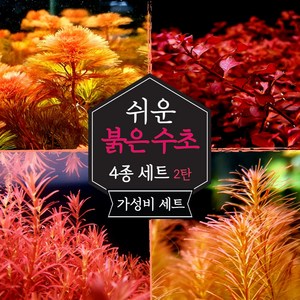 [미초] 키우기 쉬운 붉은 수초 4종 초보수초세트 [2탄] (슈퍼레드/레드카붐바/블러드레드/왈리키) / 초보자용 어항 수초 / 수초 세트 / 구피 수초, 1개