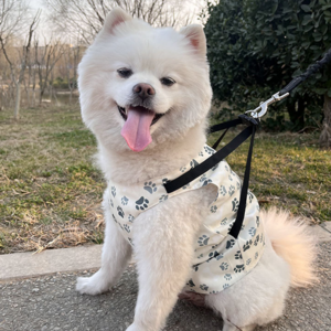 세일지 강아지 쿨링조끼 아이스팩 쿨티