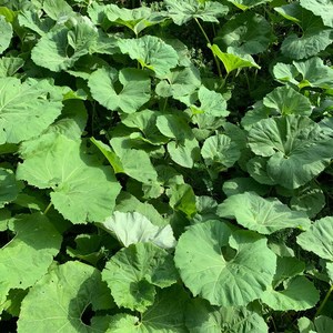 전남 자연산 노지 머위 나물 머우 머위순 머위대 상품 특품 1kg, 섬유질이 풍부한 머위대 상품 1kg, 1개