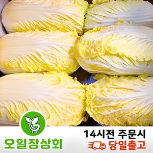 (오 일 장 상 회) 국내산 알배기 알배기배추 알배추 쌈배추 6통 12통, 12개