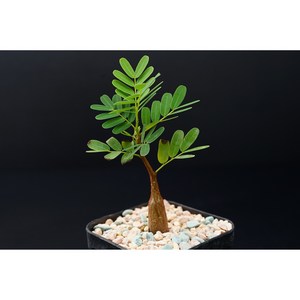 [세나 메리디오날리스 Senna Meidionalis 실생]