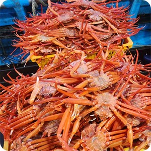 국내산 홍게 3kg 쿠팡 오픈 기념 자숙비 배송료 무료, 3kg (10~13미), 1박스