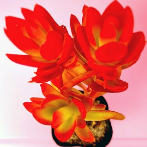 러브코리아 사각분 01-40랜덤, 단품, 1개