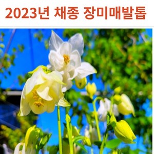 2023년 채종 고급스런 겹 매발톱 장미 매발톱 꽃 씨앗 100립, 1개