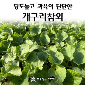 [모종심는아빠] 당도높고 과육이 단단한 개구리참외 모종, 모종3개, 1개