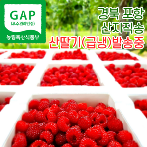 포항 햇 산딸기 냉동산딸기 산지직송 500g 1kg 2kg, 1개