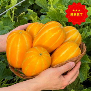(산지직송) 달콤한 성주 꿀 참외 가정용, 1박스, 2kg(중과)